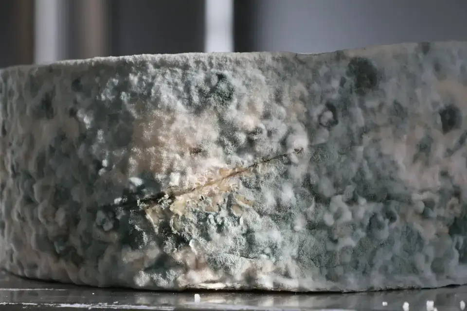 The Danger of Hidden Mold & High Spore Counts — Bryan